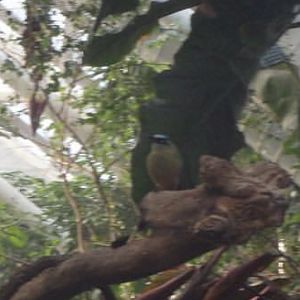 Can anybody is this bird