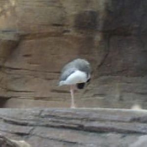 Can anybody is this bird