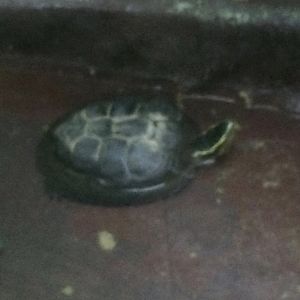 Can anybody id this turtle