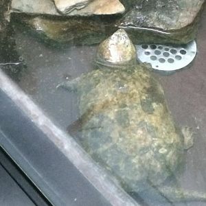 Can anybody id this turtle