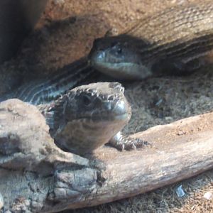 Can anybody id this lizard