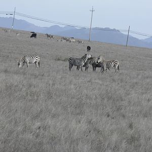 Hearst Castle Plains zebra
