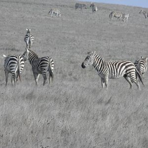 Hearst Castle Plains zebra