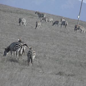 Hearst Castle Plains zebra