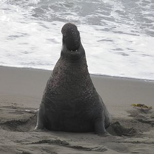 Northern elephant seal bull