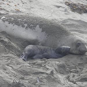 Northern elephant seal mom and pup