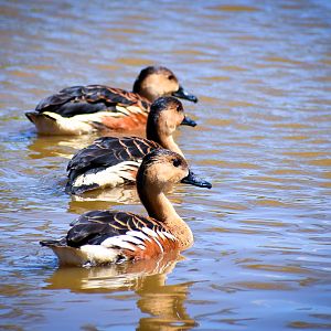 Wandering Whistling Ducks (Dendrocygna arcuata)