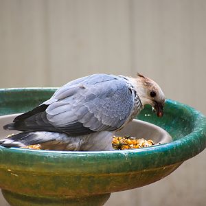 Topknot Pigeon (Lopholaimus antarcticus)