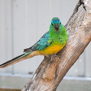 Wild - Red-rumped Parrot (Psephotus haematonotus)