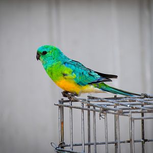 Wild - Red-rumped Parrot (Psephotus haematonotus)