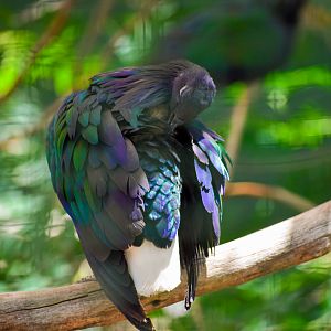 Nicobar Pigeon (Caloenas nicobarica)