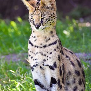 Serval (Leptailurus serval)