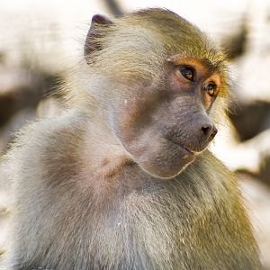 Hamadryas Baboon (Papio hamadryas)
