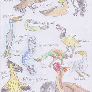 PKC: Brilliant birds