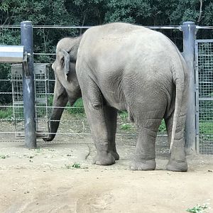 Num Oi- Asian Elephant (2018)