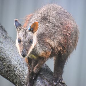 Brush-tailed Rock Wallaby (Petrogale penicillata)