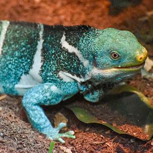 Fijian Crested Iguana (Brachylophus vitiensis)