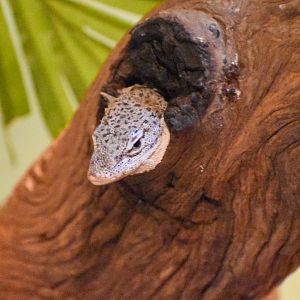 Spotted Tree Monitor (Varanus scalaris)