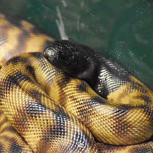 Black-headed Python (Aspidites melanocephalus)