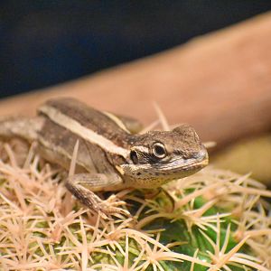 Gilbert's Dragon (Lophognathus gilberti)