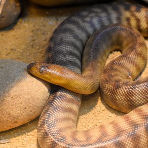 Woma Python (Aspidites ramsayi)