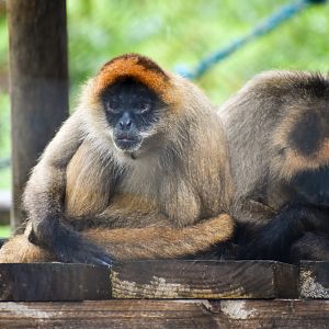 Black-handed Spider Monkey (Ateles geoffroyi)