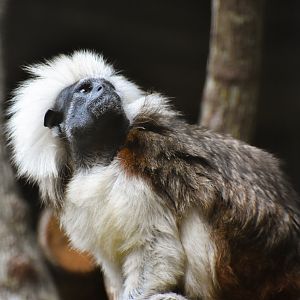 Cotton-top Tamarin (Saguinus oedipus)
