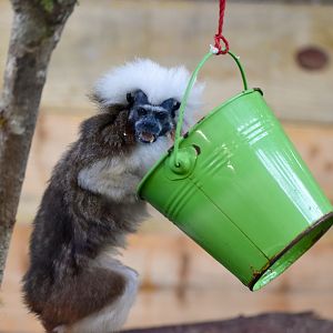 Bucket Enrichment