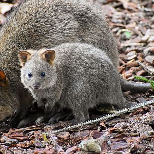 Quokka Joey