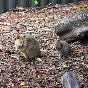 Quokka - Joey and Adult