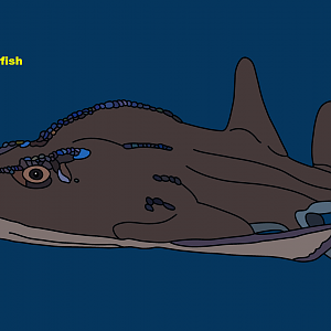 Bowmouth guitarfish (Rhina ancylostoma)