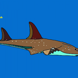 Giant guitarfish (Rhynchobatus djiddensis)