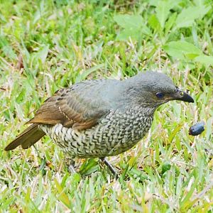 Female satin bowerbird