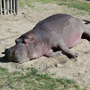 Common Hippo