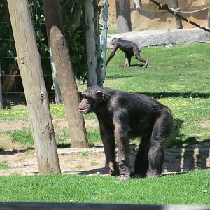 Chimpanzee