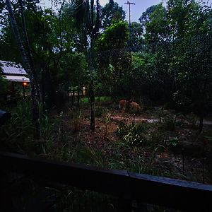 Fishing Cat Trail - Maned Wolf