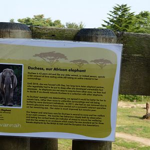 Signage about African elephant, Duchess, 2013