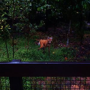 Fishing Cat Trail - Maned Wolf