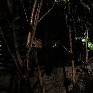Leopard Trail - Spectral Tarsier