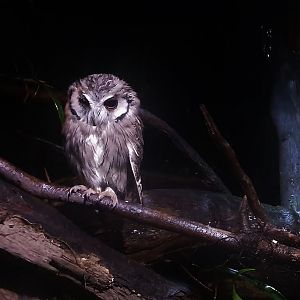 Leopard Trail - Northern White-faced Owl