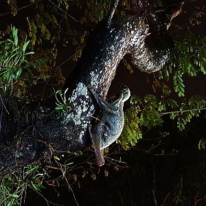 Wild Sunda Colugo at the Night Safari's entrance