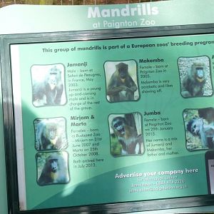 Mandrill signage, 2014