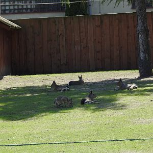 Maras on mixed exibit with Lowland tapir