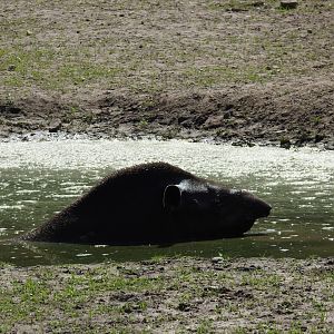 Male Irek during taking bath