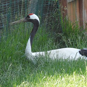 laying Red-crowned crane