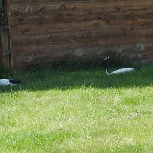 laying Red-crowned cranes
