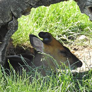 hidden Chinese muntjac