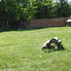 Mixed exhibit with Chinese muntjacs and Red-crowned cranes