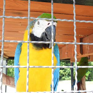 Blue-and-yellow macaw in cage