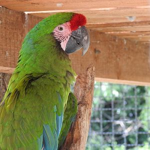 Mexican green military macaw